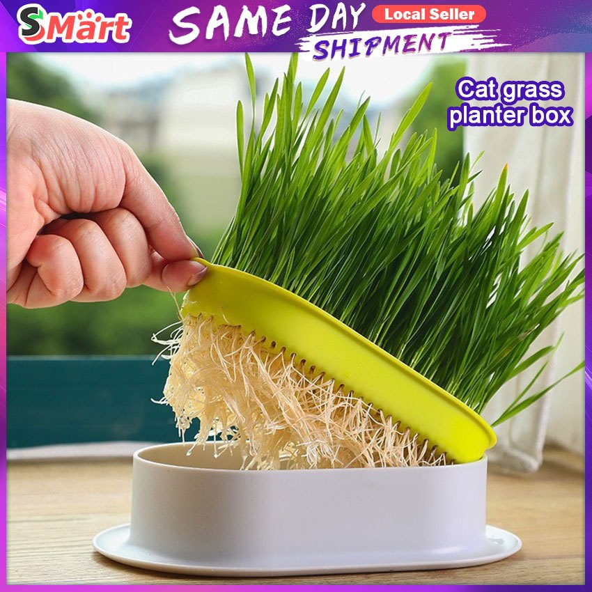 Cat Mint Planting Hydroponic Box Cat Grass Pot Hydroponic Cat Grass Box