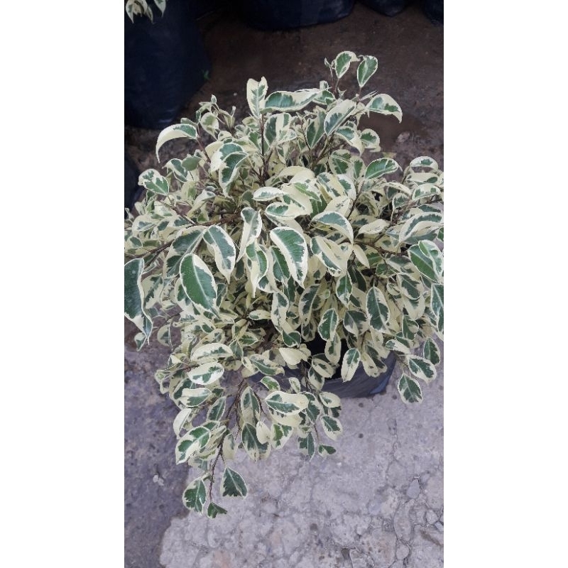 Variegated Balete tree | Shopee Philippines