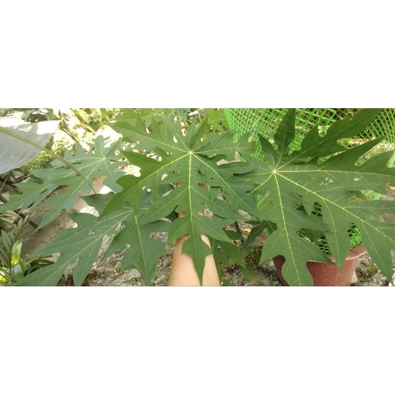 Dahon ng Papaya/ Papaya leaves (1pc) Shopee Philippines