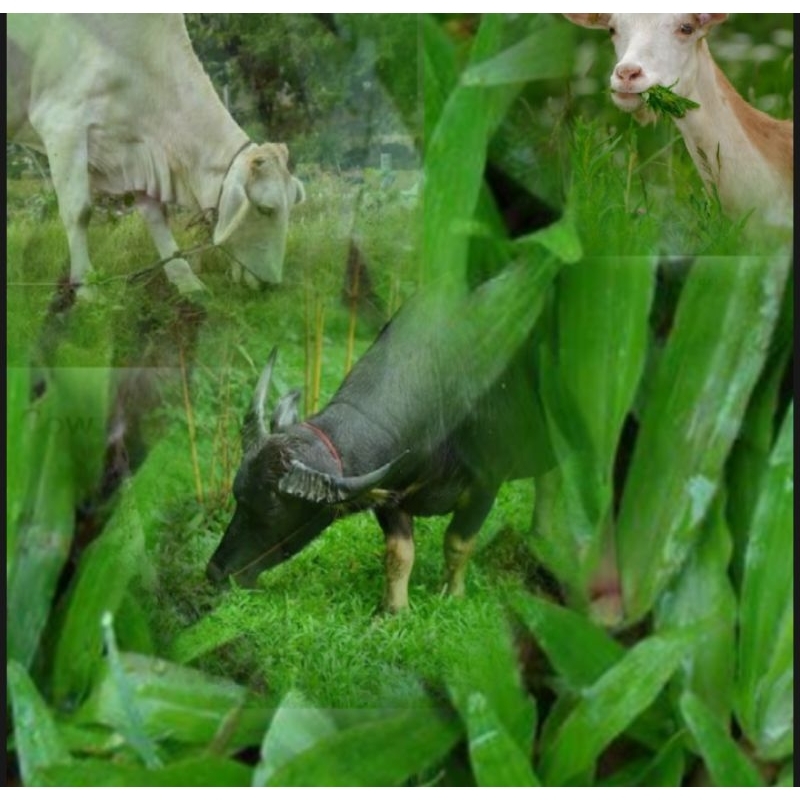 Carabao grass seeds/Maragay/Jamaican Guaco/calapo,(Mga damo na kinakain Ng ating alagang Hayop