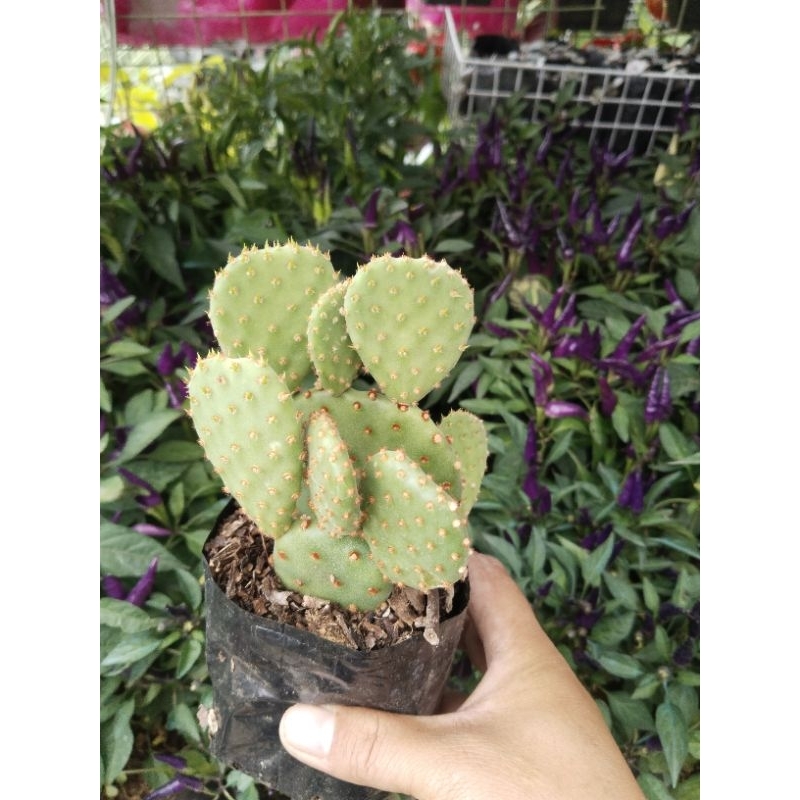 Rare Bunny Ear Red (garden decor) | Shopee Philippines