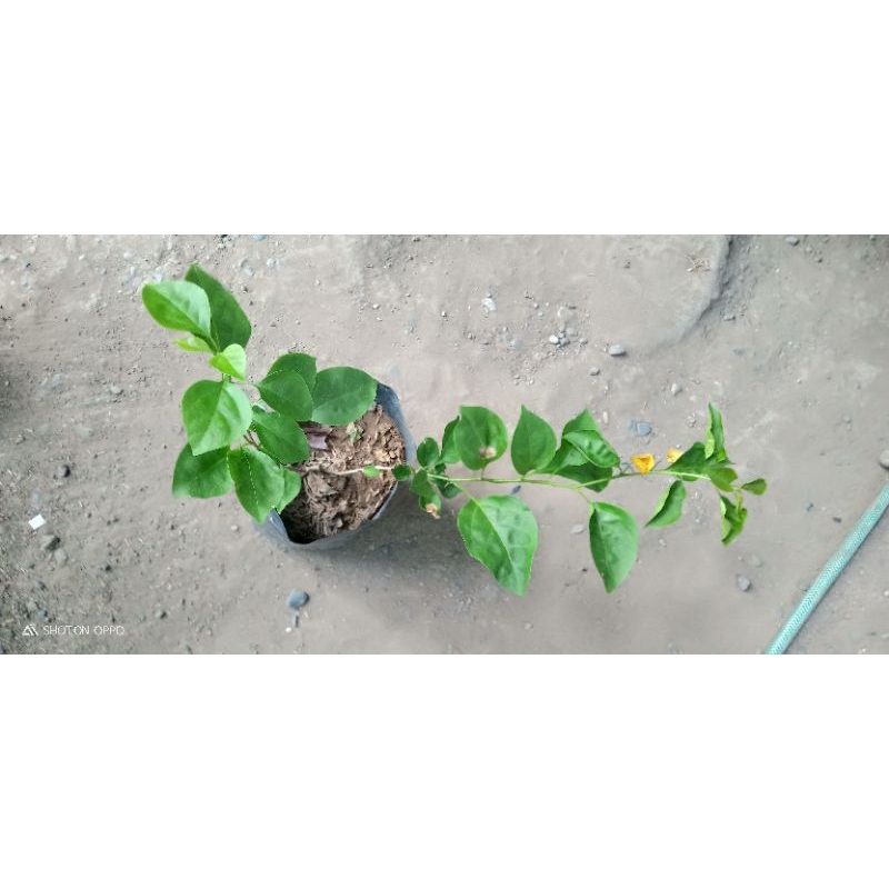 RARE ROOTED BOUGAINVILLEA | Shopee Philippines