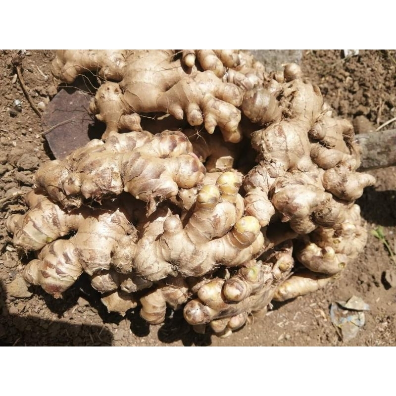 Philippine Native Ginger/Luya/Laya 1KG | Shopee Philippines