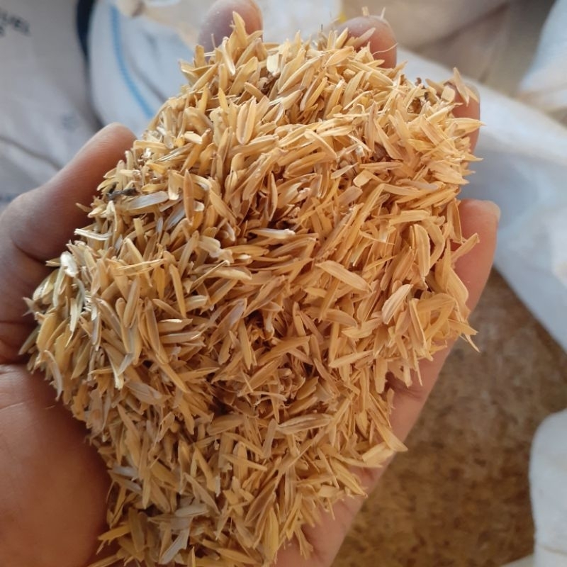 FRESH RICE HULL (1 KILO) FRESH IPA | Shopee Philippines