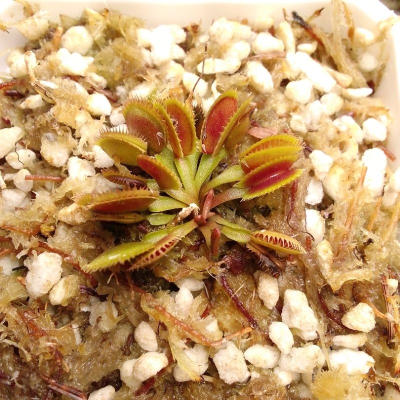 Venus Flytrap COQ COUCHE Small ( potted / carnivorous / seedling