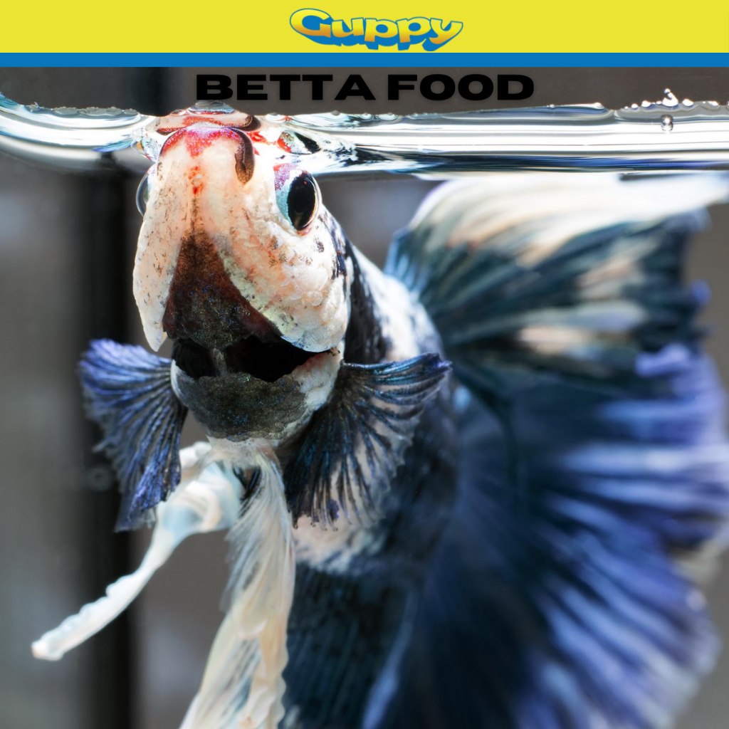 Shop betta fish for Sale on Shopee Philippines
