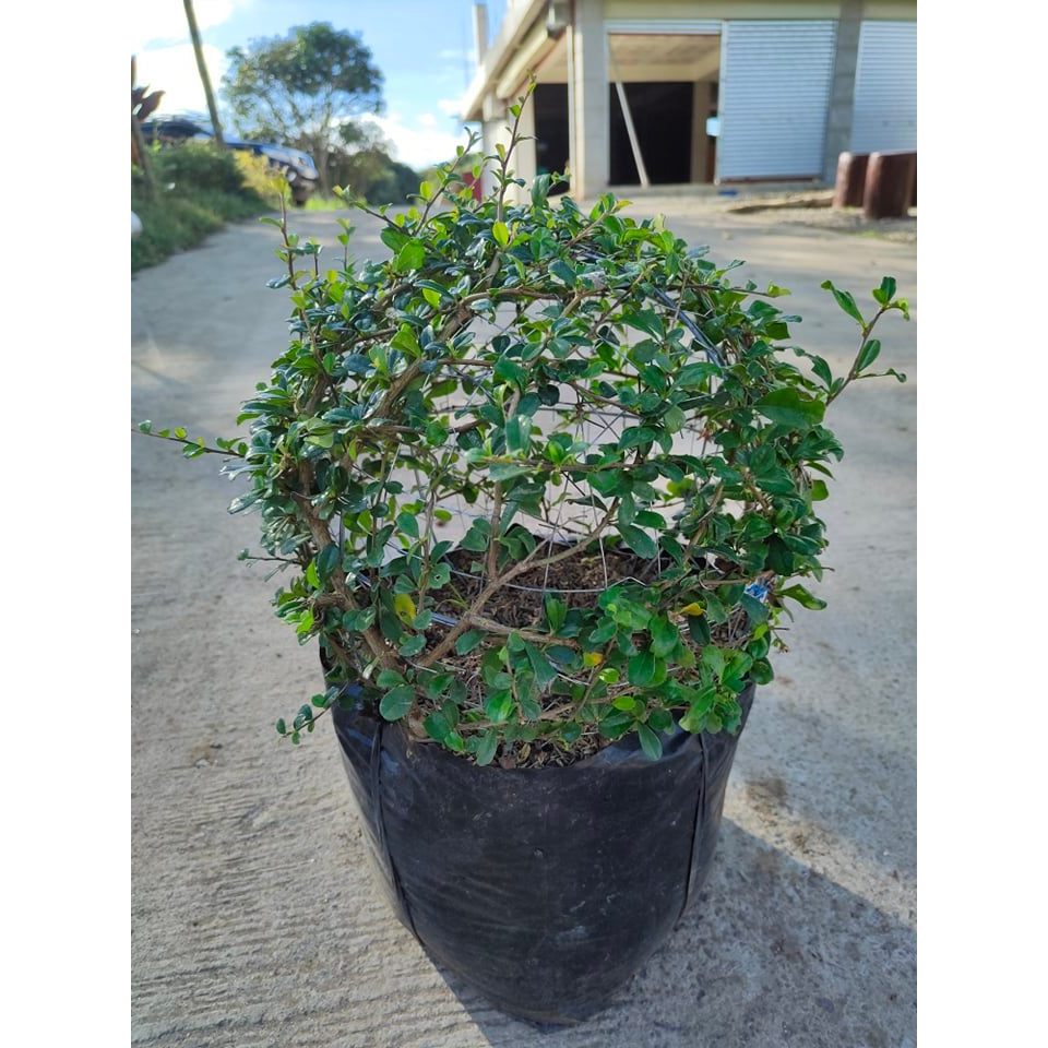 Carmona Bonsai Tree or Fukien Tea Tree - Tsaang Gubat - Free pot and ...
