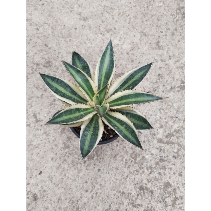 Agave Lophantha Quadricolor( Garden decor) | Shopee Philippines