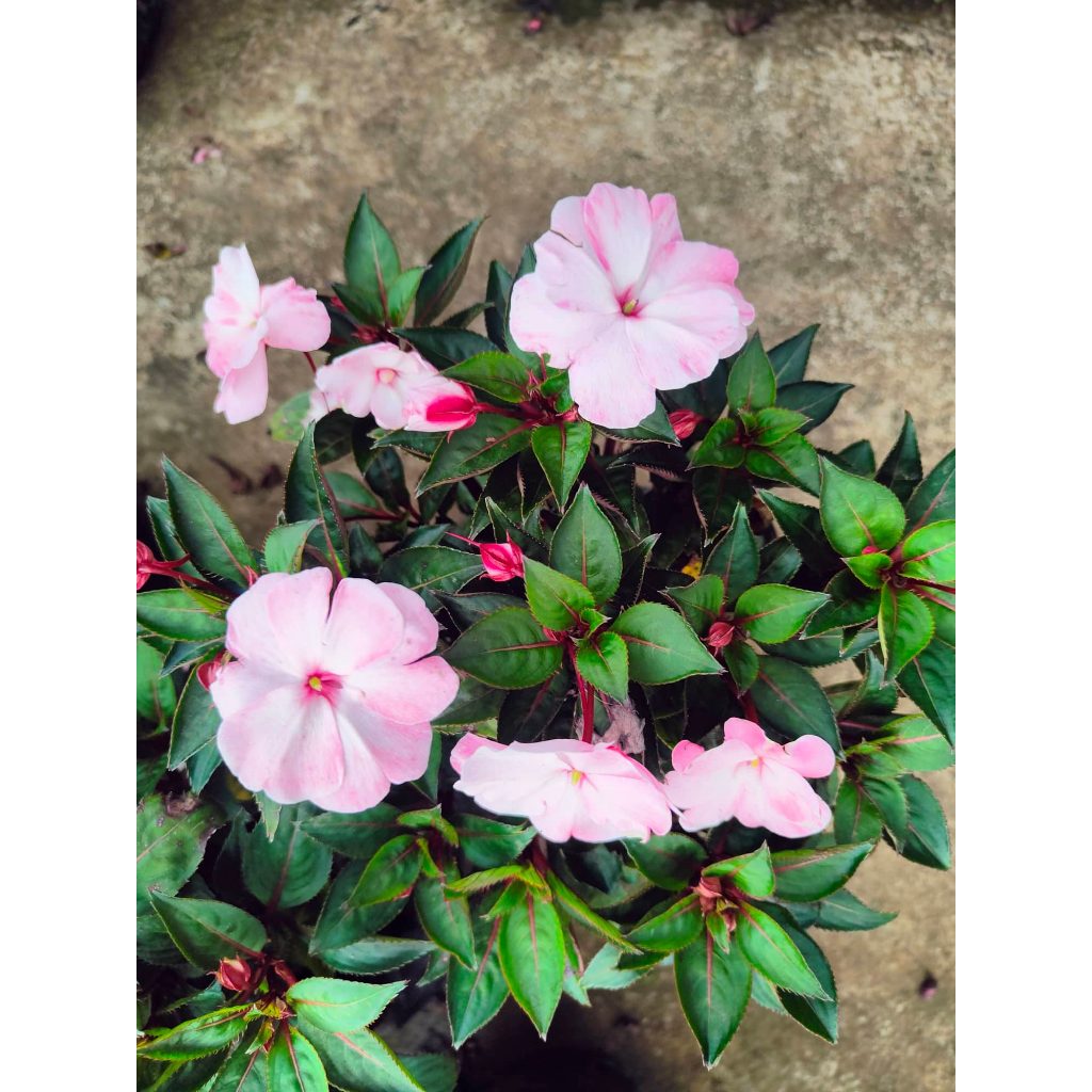 Impatiens Pink Promise with FREE garden soil, plastic pot and marble ...