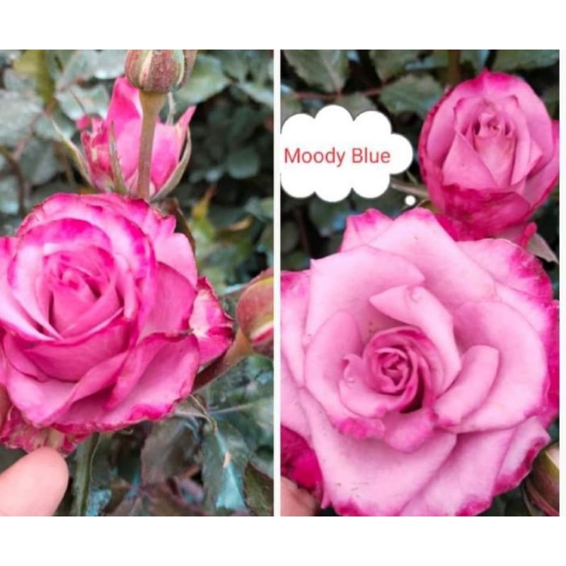 moody blue rose/toprare collectible hybrid rose | Shopee Philippines