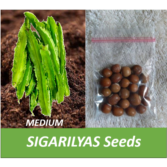 SIGARILYAS SEEDS (medium) | Shopee Philippines