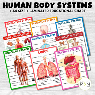 HUMAN BODY SYSTEMS CHARTS | A4 SIZE | LAMINATED EDUCATIONAL SCIENCE ...