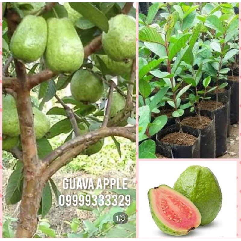 Guapple Seedling 15 inches height non grafted | Shopee Philippines