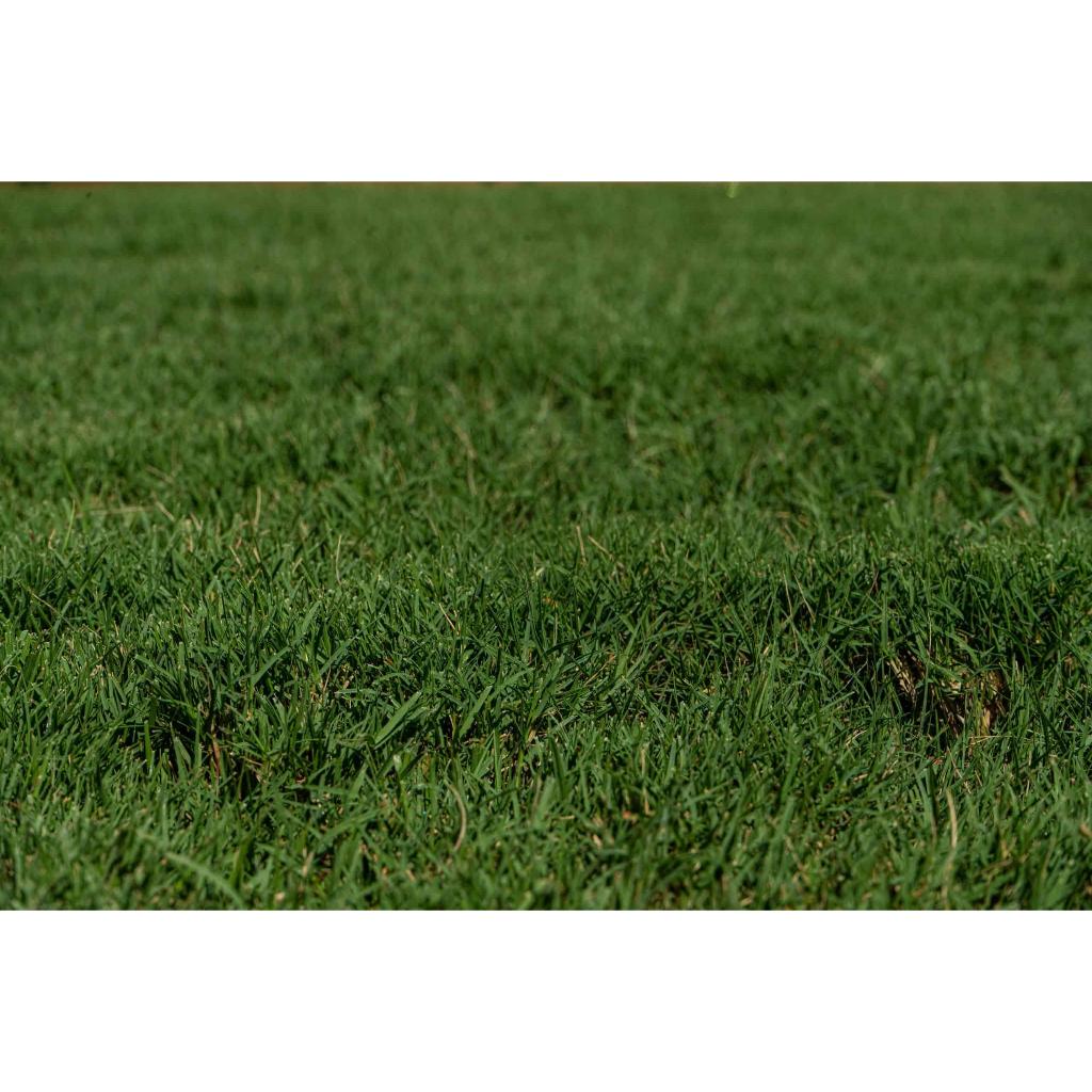 Hybrid Bermuda Grass Seeds 20grams ( 2000 seeds ) Basic Farm House