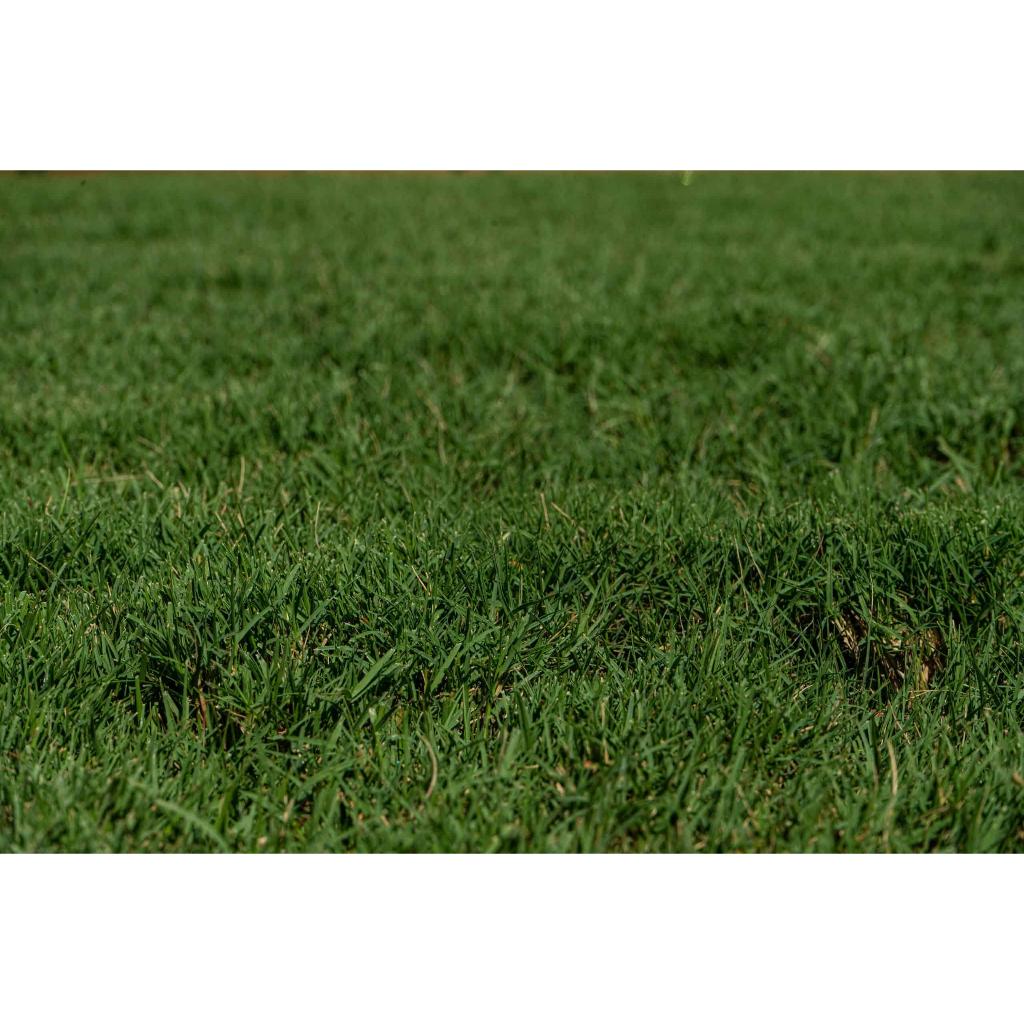 Hybrid Bermuda Grass Seeds 20grams ( 2000 Seeds ) - Basic Farm House ...