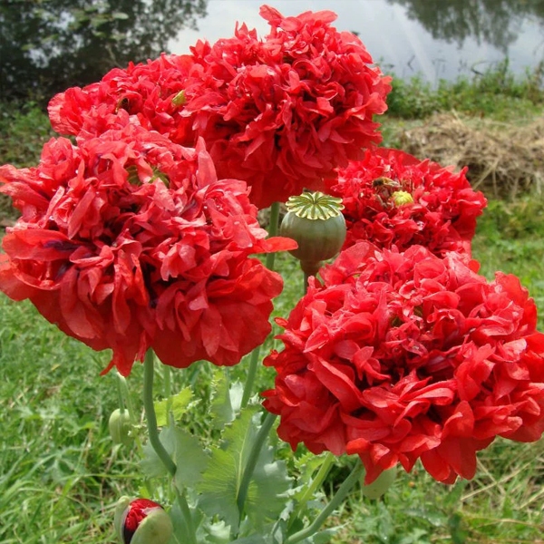 Double Red Peony Poppy Seeds Rare Poppy Seeds Heirloom Poppy Seeds ...