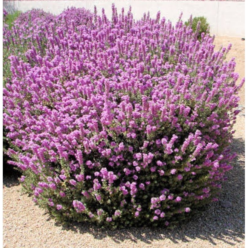 Leucophyllum frutescens/ Barometer Bush Shopee Philippines