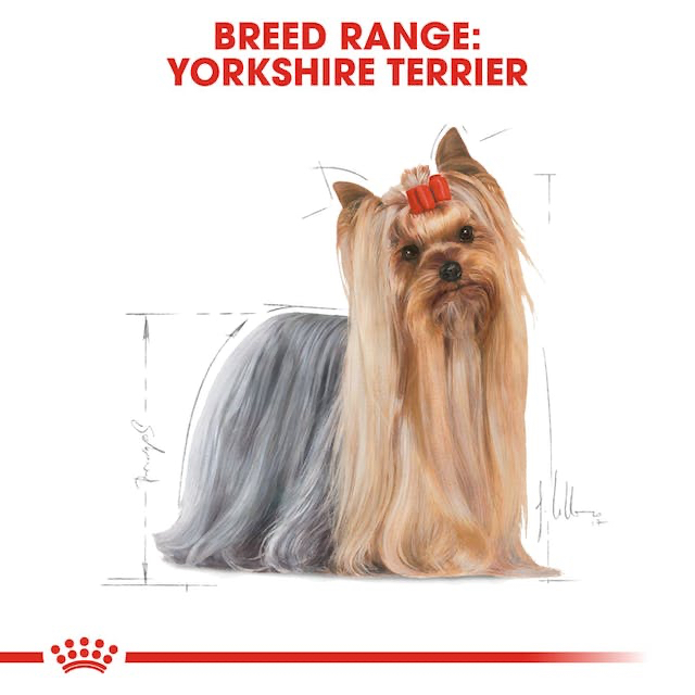 Canin yorkshire terrier hotsell