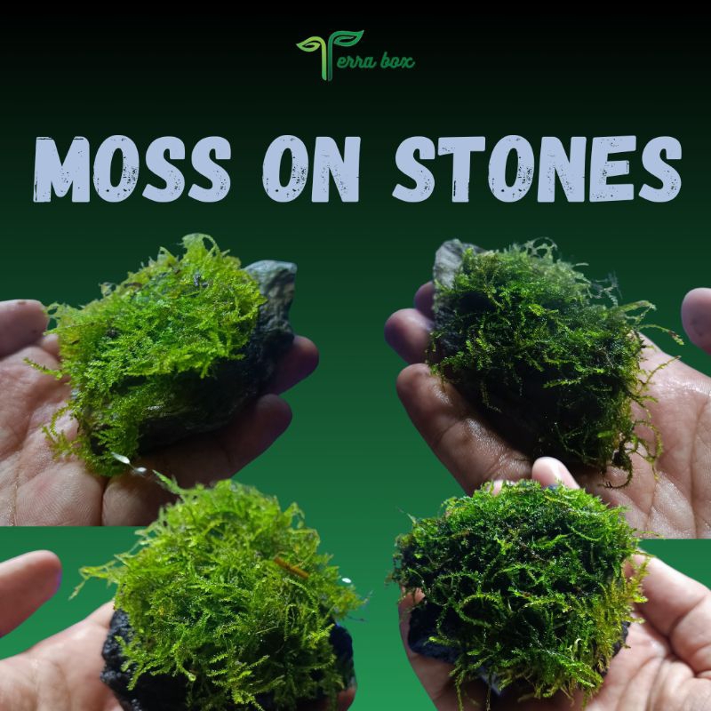 LOWTECH MOSS ON ROCKS/ STONES FOR AQUARIUM AND AQUASCAPING | Shopee ...