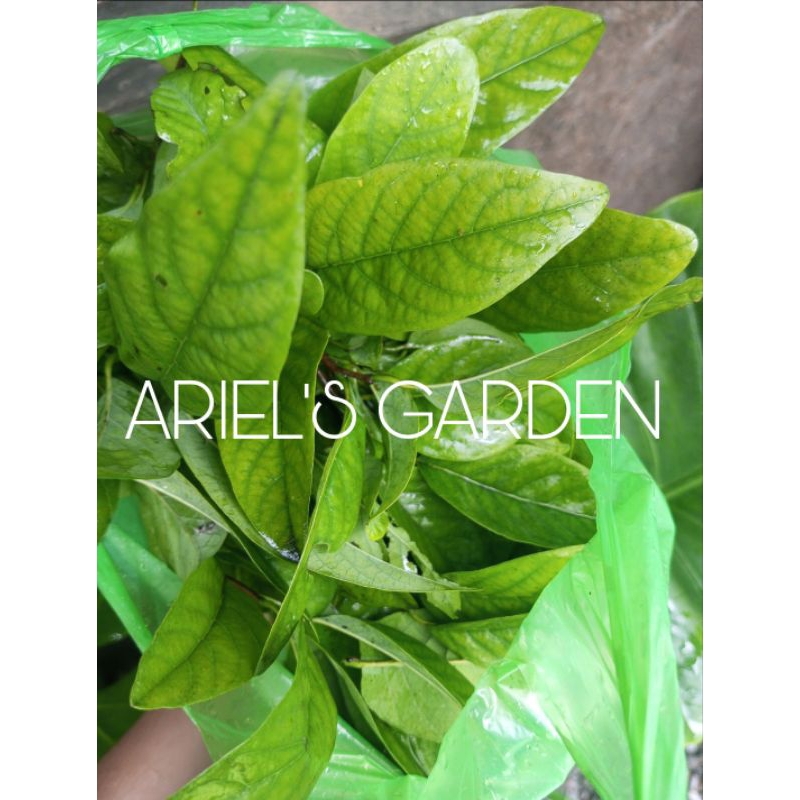 Atis Leaves Dahon Ng Atis 50g Shopee Philippines 4993