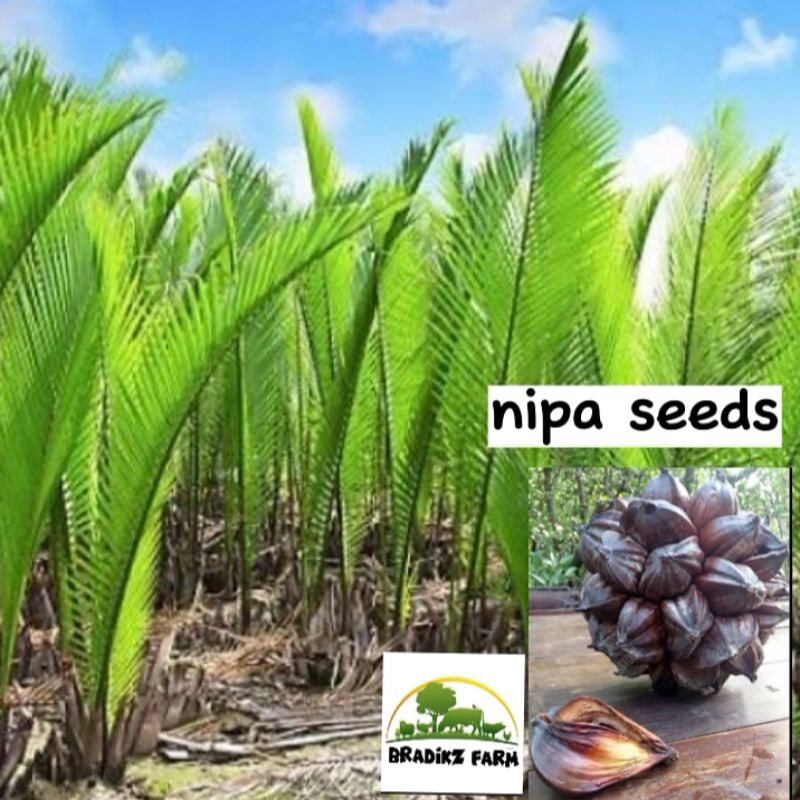 Nipa/Nypa Seeds (6 seeds) | Shopee Philippines
