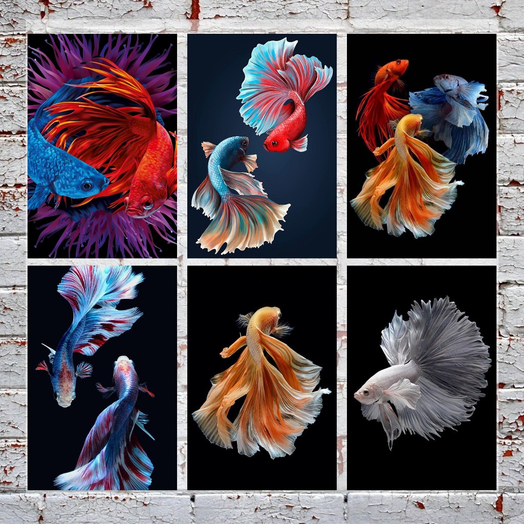 Betta Fish ref magnet 7cmx10cm | Shopee Philippines
