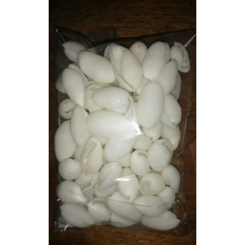 Real Seashell ll Bubbles ll Cylindrical Ayts ll 100g | Shopee Philippines