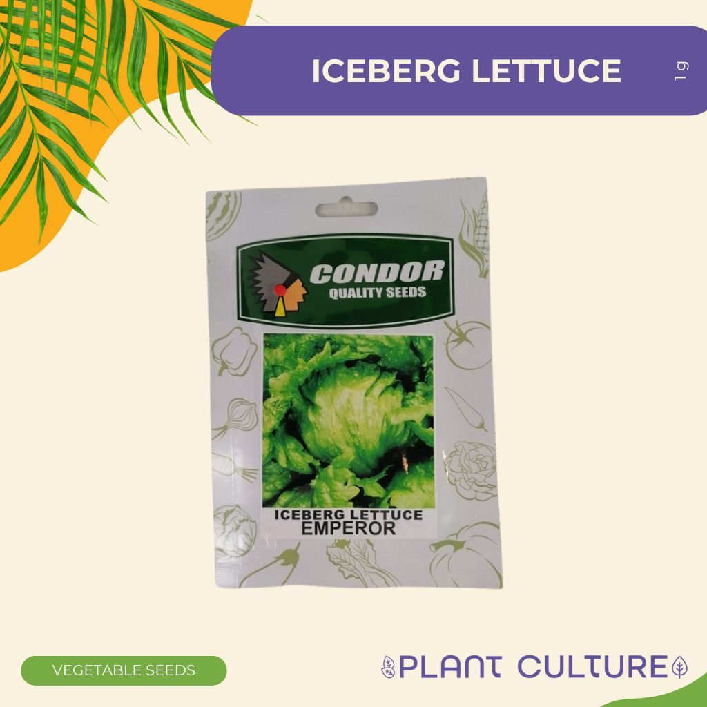 Condor Quality Seeds Iceberg Lettuce Emperor 1g Shopee Philippines 7384