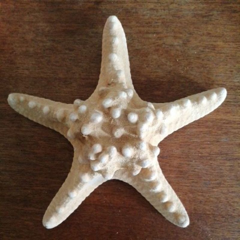 Bukol starfish l 2pcs | Shopee Philippines