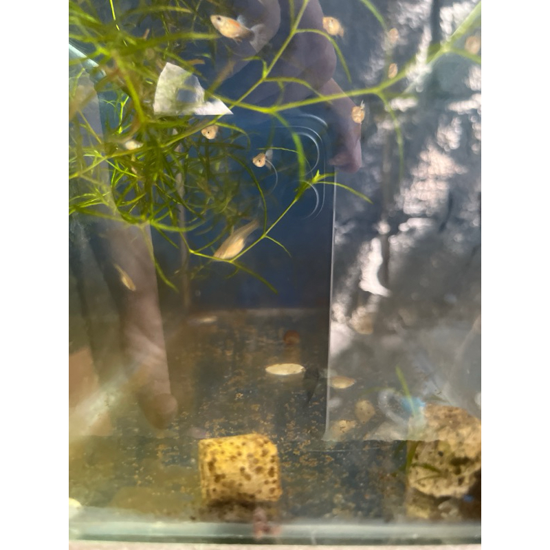 Artificial Aquatic Plants of Japan Blue Tail Guppy Shopee Philippines