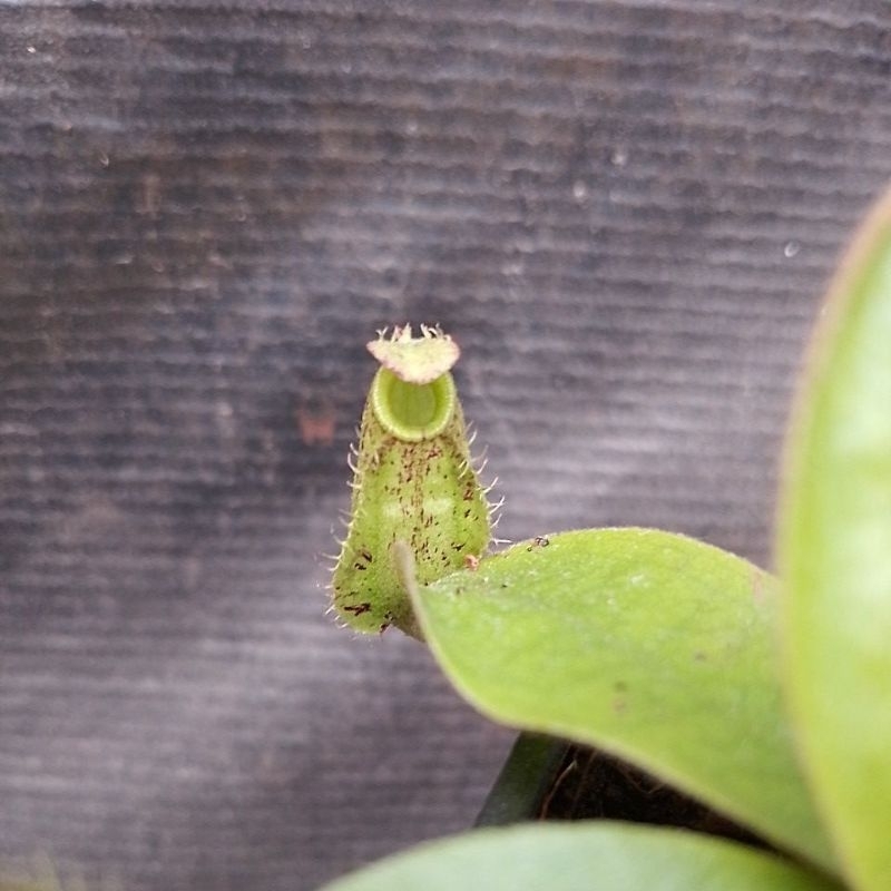 Nepenthes ampullaria speckled, pitcher plants, carnivorous plants ...