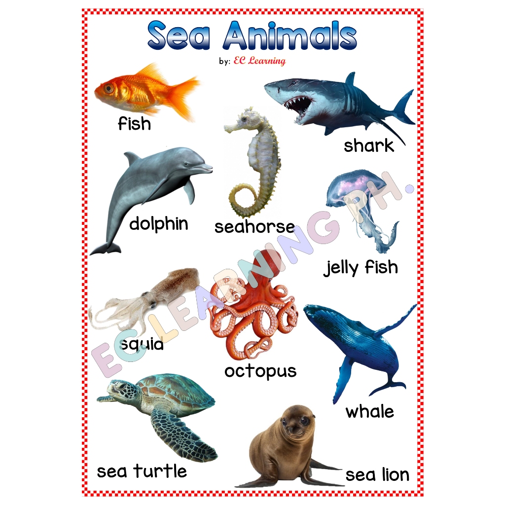 A4 SEA ANIMALS Laminated Educational Wall chart for kids | Shopee Philippines