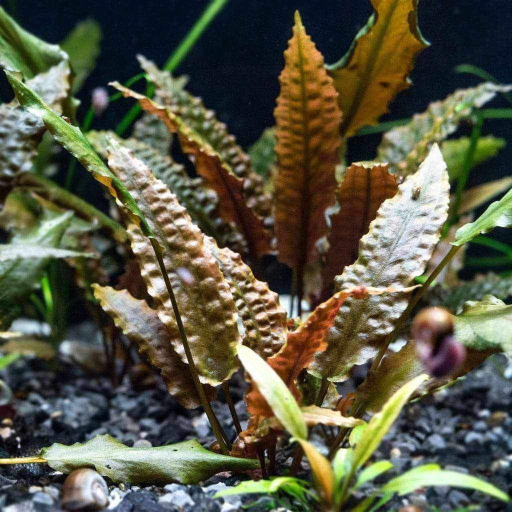 LA便 Cryptocoryne sp. Min-2 Philippines Cryptocoryne sp. philippines min-2【LA便】B