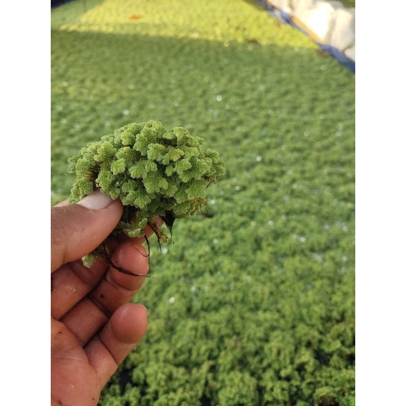 Shop azolla for Sale on Shopee Philippines