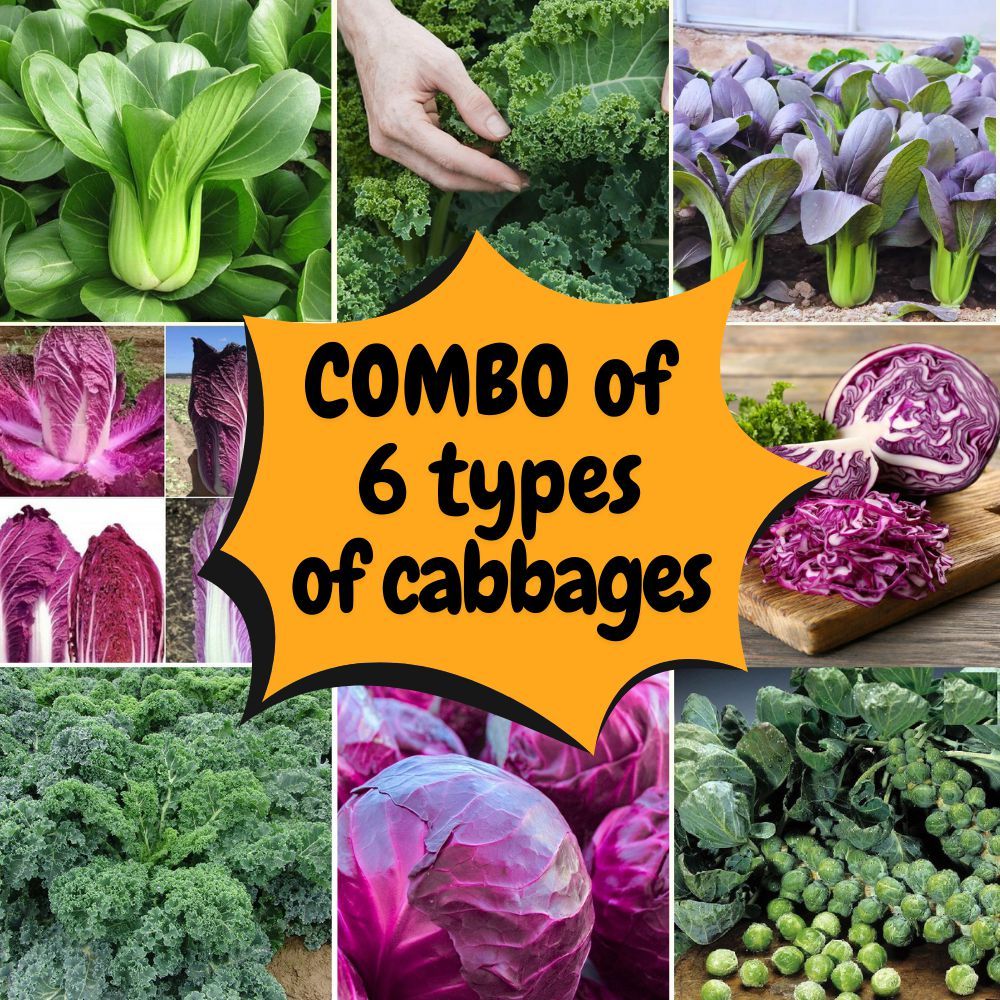 Combo of 6 types of vegetables such as bok choy, kale, and Chinese ...