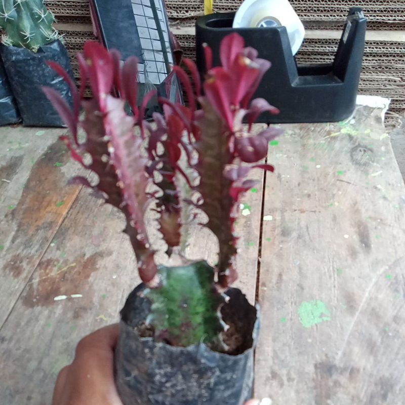 red trigona cactus/