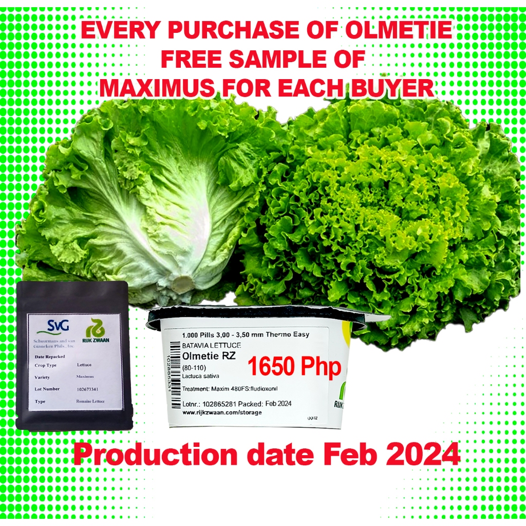 Olmetie Pelletized Lettuce Seeds By Rijk Zwaan Green Batavia 1000 Pills With Free Maximus 3461