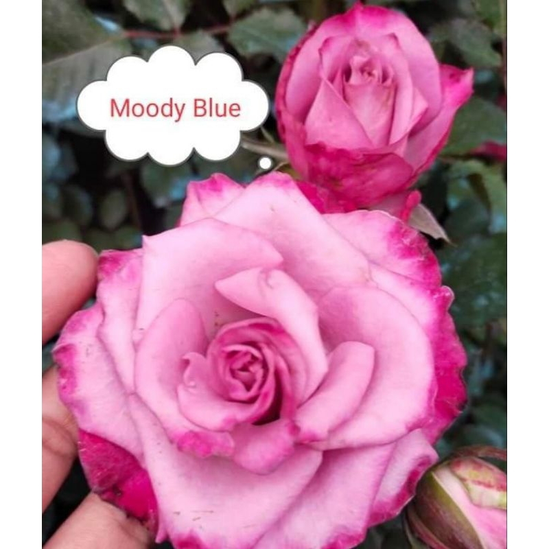 moody blue rose/toprare collectible hybrid rose | Shopee Philippines