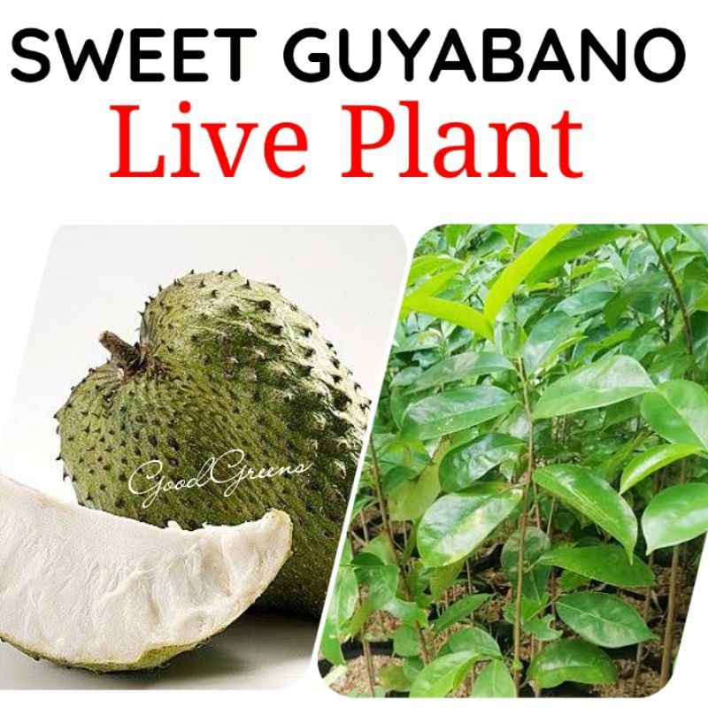 Sweet Guyabano Seedlings | Guyabano Seedling | Babana | Soursoup ...