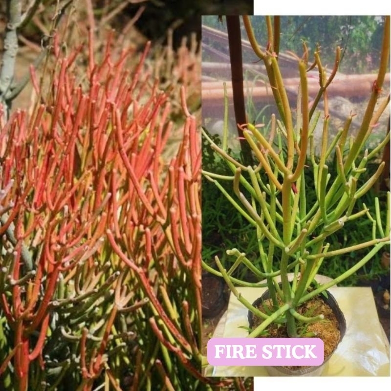 Euphorbia tirucalli immagini e fotografie stock ad alta risoluzione