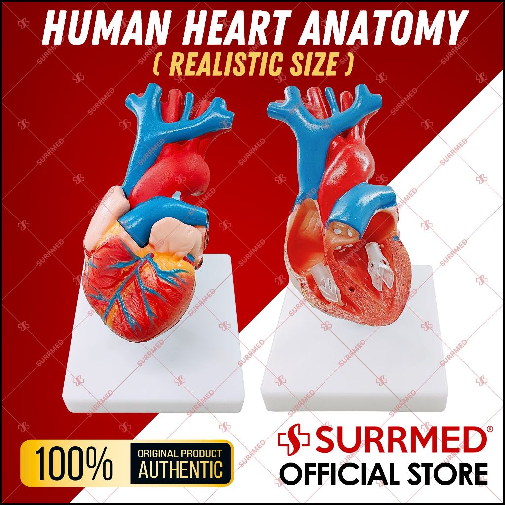 PVC 2 Part Life Size Human Heart Anatomy Model Mounted on White Base Cardiac Medical Learning high QL