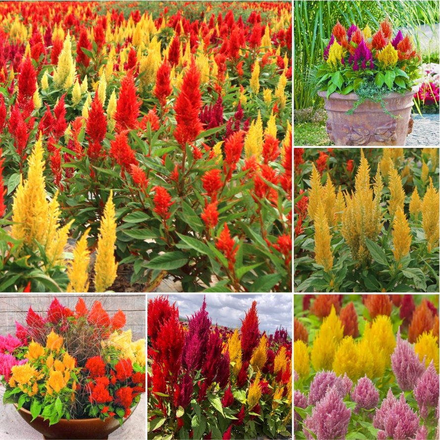 100 Seeds Celosia Argentea Plumosa Dwarf Flower Seeds 30-50cm (Mixed ...