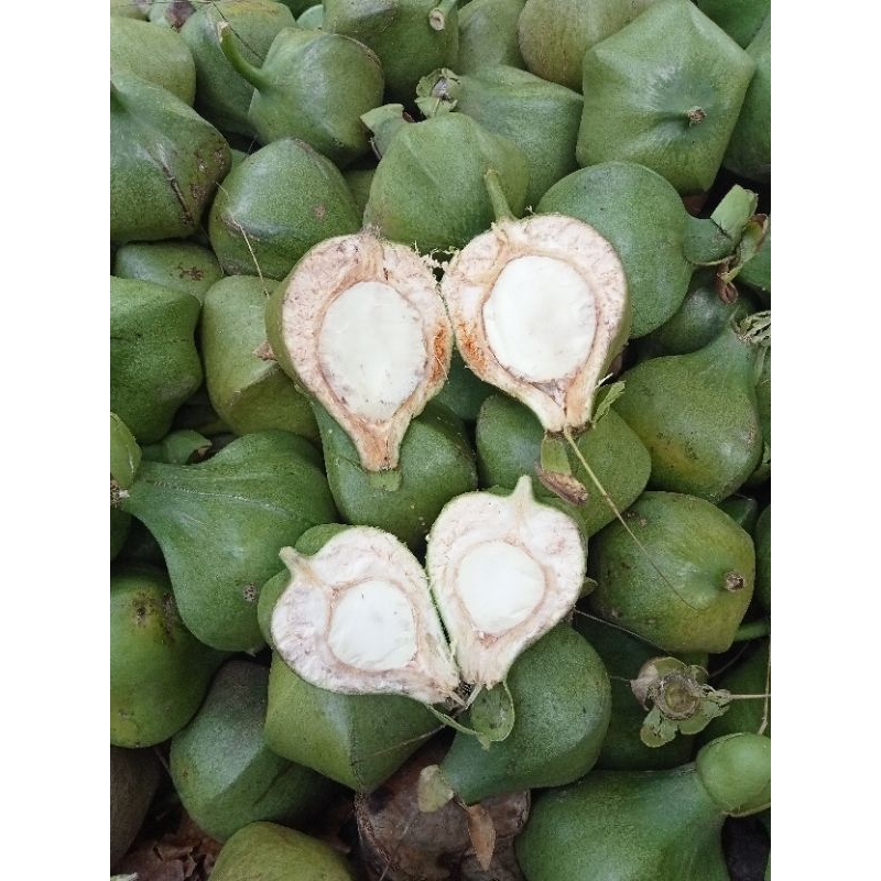 bitoon fruit green 1pc. gamot sa bukol | Shopee Philippines