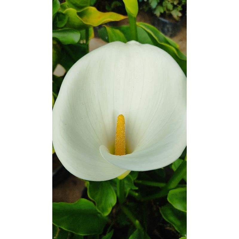 white calla Lilly/calla lilies (outdoor) Shopee Philippines