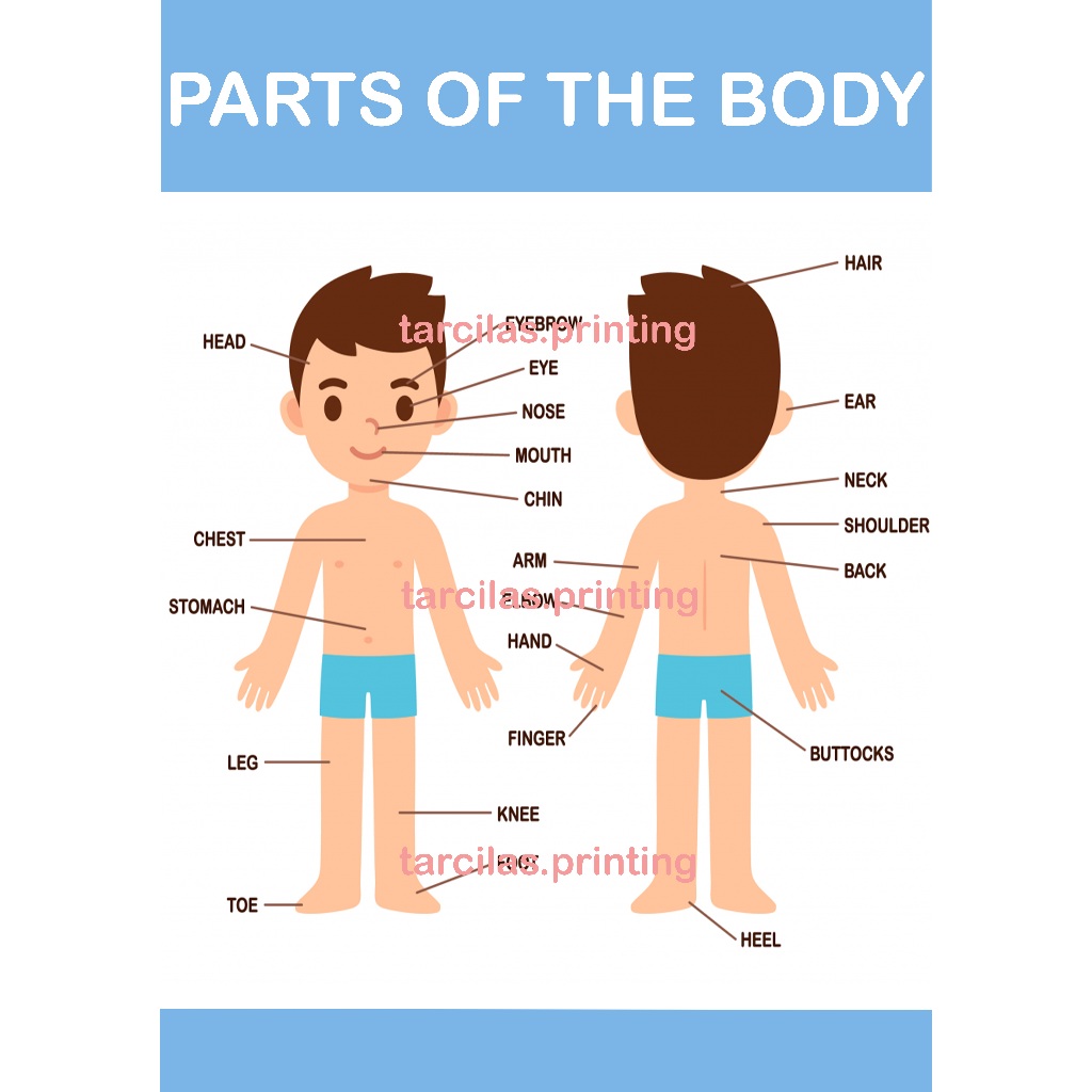 Parts of the Body Chart A4 Laminated High Print Quality | Shopee