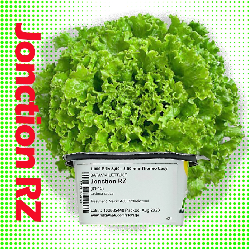 JONCTION LETTUCE SEEDS (1000PILLS) with free MAXIMUS seeds Shopee