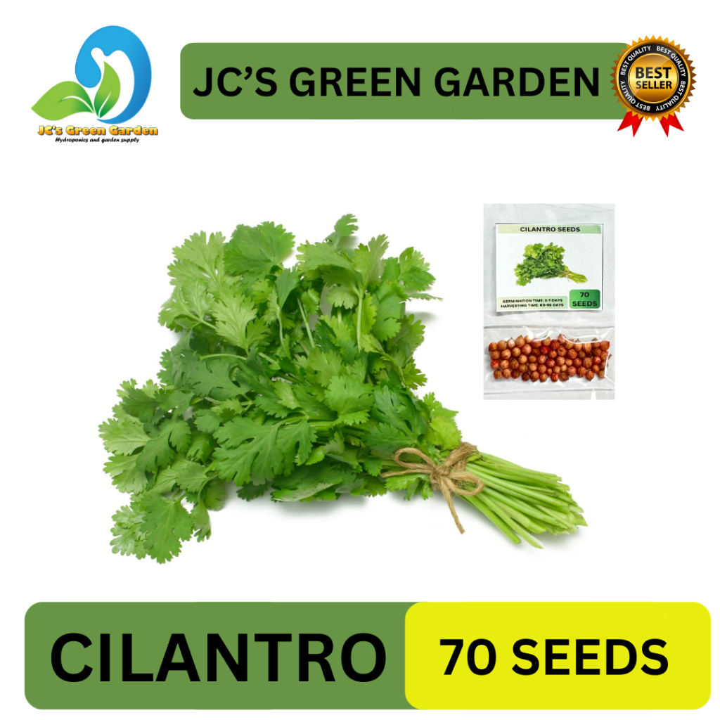 VALUE PACK (70 SEEDS) CILANTRO/CORIANDER/WANSOY/HERBS/EASY TO PLANT