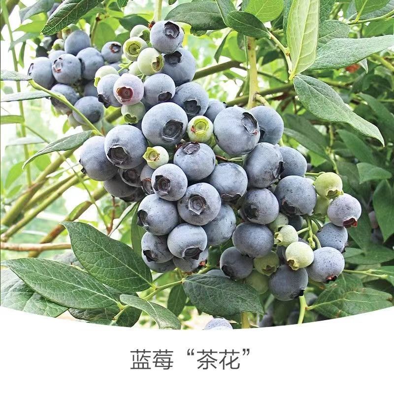 Buy 1 get 1 free  With soil, real blueberry seedlings potted and  heat-resistant O'Neill | Shopee Philippines