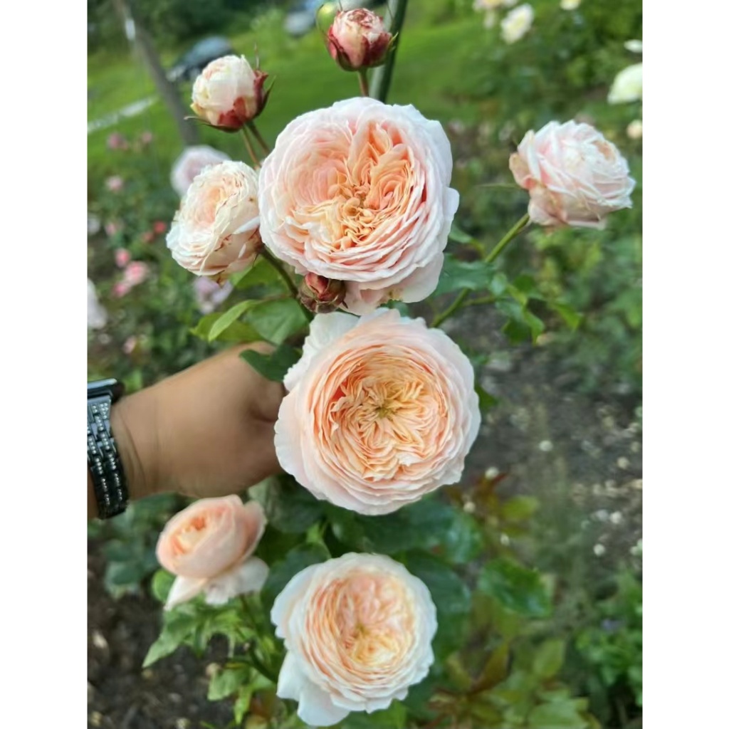 Rose fragrant orange French Delbard rose shrub rose large flowers ...