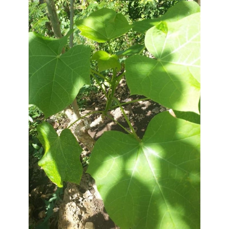 tuba tuba leaves 10 pcs Shopee Philippines